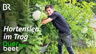 Hortensien im Trog [upl. by Nylaf]