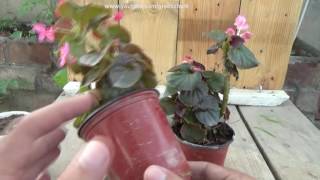 Begonia Plant Care  Tropical Plant Care  begonia flower  Winter Flower Plant Urduhindi [upl. by Enatan]