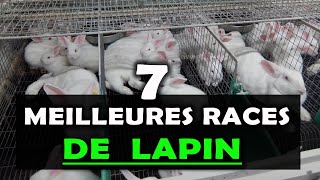 ELEVAGE DE LAPIN Voici les 7 Meilleures races à élever en Afrique Cuniculture [upl. by Eyram]