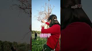 Picking persimmons the persimmons are red the persimmons are as desired rural life [upl. by Airdnala]