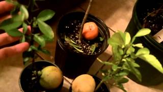 Cold Hardy Citrus  Satsuma Ancient Yuzu Trifoliate Wild Orange [upl. by Notgnilra]