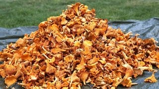 How to find 20 kg chanterelles in a day Lets follow the Chanterelle king for a day [upl. by Hodges]