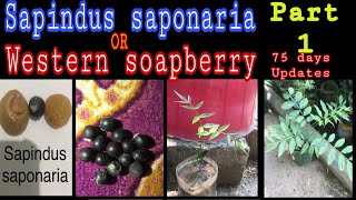 Part 1  Best time to grow sapindus saponaria  western soapberry from seed  Pak Gardening plus [upl. by Ahsiym]