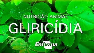 Gliricídia é um ótimo alimento para os animais [upl. by Marguerite537]