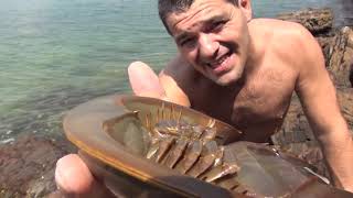 cangrejo herradura horseshoe crab 1920x1080 [upl. by Yenohtna]