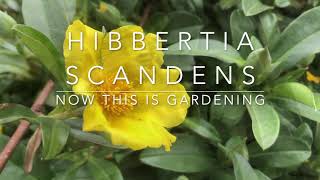 Hibbertia Scandens  The Snake Vine  A Climbing Plant For Containers or Garden [upl. by Enaoj145]