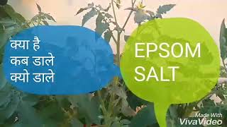 No137 What isWhenwhy to use Epsom salt magnesium sulfate in plants gardeningHindiUrdu [upl. by Aleak553]