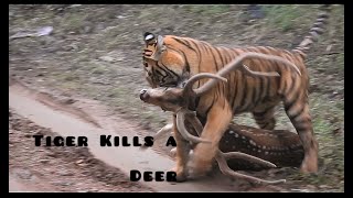 Tiger Kills a Deer  Satpura national park [upl. by Aliahs]