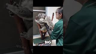 How KOALAS are being WEIGHTED 🐨🥰 animals cute funny shorts [upl. by Ruhtracm706]