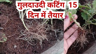 How to grow Guldaudi Cutting Guldaudi winter flower plant cutting se kaise taiyar kare [upl. by Yeliak394]