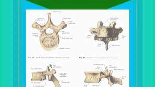 04 Typical Thoracic Vertebrae [upl. by Attaymik373]