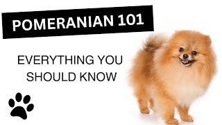 Pomeranian 101  Everything You Need to Know About this Breed [upl. by Boni]