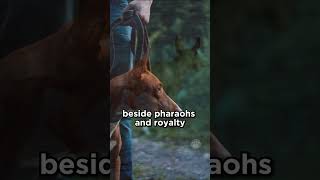 The Pharaoh Hound from Malta dogs ancient [upl. by Ruon]