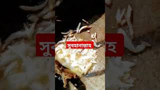 আমিন cookingideas cooking amazingfacts cookingrecipes recipe viralshortvideo shortvideo [upl. by Aitnyc]