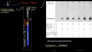 Defining the Kozak sequence for translation initiation in eukaryotes Figure 1713 [upl. by Joannes443]