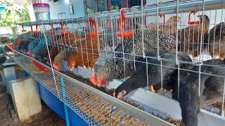 ക്രോയിലർ കോഴി വളർത്തൽ  Kuroiler and Saso chicken farming [upl. by Noral468]