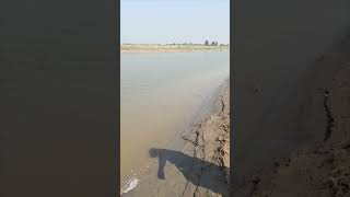 Throwing hook in river beautiful fishing point  chenab river  29924 carpfishing fishing [upl. by Ahtiekal]