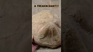 Giant Clypeaster  Morocco  Miocene [upl. by Flan]