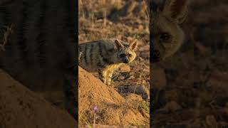 Aardwolf Facts  Interesting Facts about Aardwolf  Shorts [upl. by Oeht]