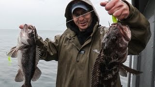 Oregon Coast Rockfish amp Lingcod [upl. by Aihsat]