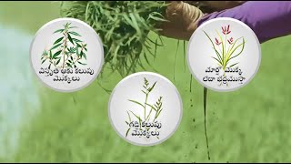 Dhanuka Agritech Ltd Indias No1 Paddy Herbicide  Dhanuka Chempa  Telugu [upl. by Ttehc]