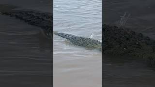 Sub Audible Vibrations  Saltwater Crocodiles [upl. by Noel]