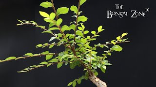 Pruning for the Future on My Chinese Elm The Bonsai Zone May 2023 [upl. by Skees]