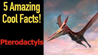 5 Fascinating Facts About Pterodactyls [upl. by Dunston]