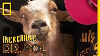 Polio Goat  The Incredible Dr Pol [upl. by Meraree183]