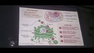 chp3 bio golgi apparatus golgi bodies class 11 sum academy larkana [upl. by Hawkins]