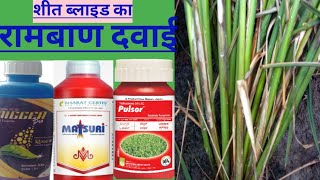 शीत ब्लाइड का रोकथामhexaconazole 5scthifluzamide 24scpulsor fungicidematsuri fungicidepaddy [upl. by Atinaujnas]