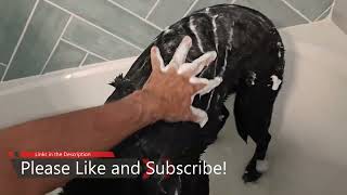 Dog Shampoo Review [upl. by Ahsilav]