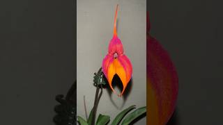 Masdevallia veitchiana orchid Masdevallia orchids [upl. by Atteniuq]