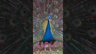 CANTOS DEL PAVO REAL joro76 孔雀歌唱 [upl. by Valerye]