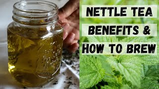 STINGING NETTLE TEA BENEFITS  Nettle Tea Recipes Nettle Benefits [upl. by Wendalyn]