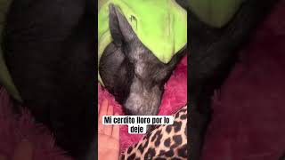 Mi cerdito llora siempre q lo dejo bebeshita humor pets cerdito albondiguita [upl. by Diraj584]