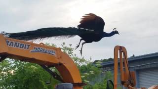 Peafowl peacocks must see before owning one facts [upl. by Halland]