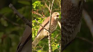 サシバの鳴き声 shorts Greyfaced buzzard call Butastore poiana facciagrigia richiamo Butastur indicus [upl. by Arikahs]