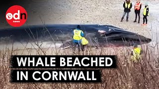 Dead Whale Washes Up on Beach in Cornwall [upl. by Thia]