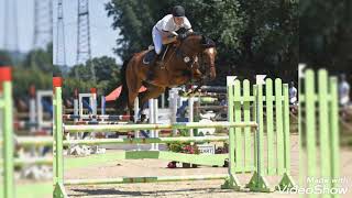 Show jumper won 140m for sale in Germany German Sporthorse Gelding 2014 by Asti Spumante [upl. by Sualkcin697]