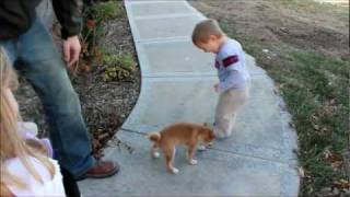 WE GET A NEW DOG GIDEONS FIRST VIDEO  SHIBA INU [upl. by Radbourne]