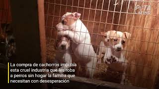 Los perros son maltratados en criaderos de todo el mudo [upl. by Iddet]