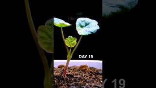 Dancing Nasturtium 🌱 Timelapse 💃 🎶 [upl. by Garfield]