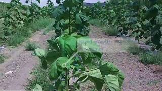 Paulownia growth video in the 1st year Kiri tree Empress tree Cathaia [upl. by Enej339]