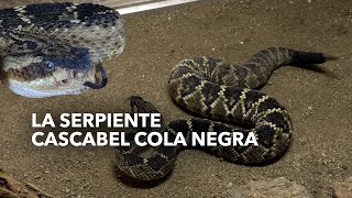 Cascabel de cola negra habita en Centro Ecológico [upl. by Amble]