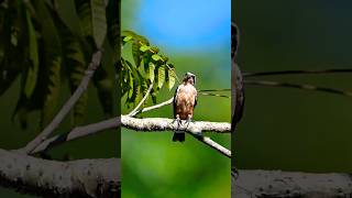 Collared Falconet falcon raptors birds [upl. by Weig]