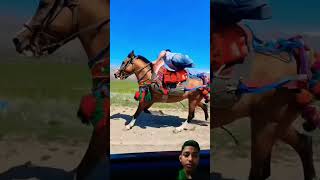 The fact video horseracing [upl. by Ibbie357]