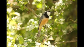 Rufous Whistler [upl. by Elleinnad]