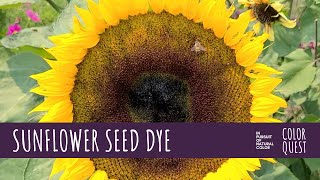 HOW TO MAKE NATURAL DYE WITH SUNFLOWER SEEDS  HOPI  ORGANIC COLOR  PURPLE LAVENDER BROWN BLACK [upl. by Jeffries895]