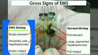 Vannamei Disease EMS White Gut WFS Whit Spot Shrimp EMS disease prevention with bile acids [upl. by Joey]